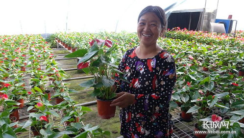 北京哪里批发鲜花最便宜 北京哪里批发鲜花最便宜--第1张