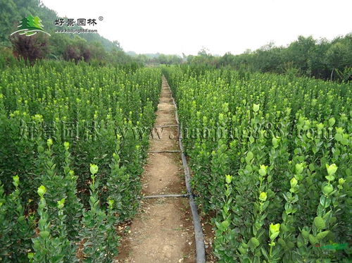 江苏沭阳苗木基地 江苏沭阳苗木基地，绿色产业的璀璨明珠--第1张
