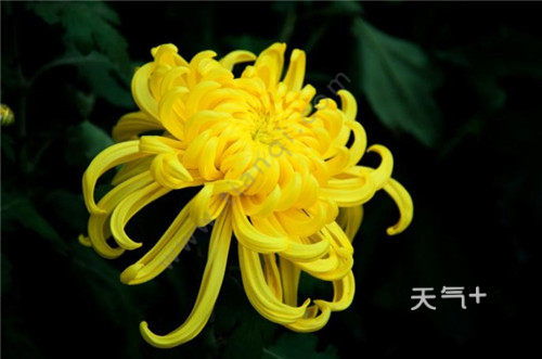 花中四君子品格 花中四君子品格的启示--第1张