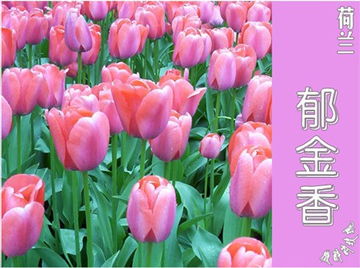 各国的国花分别是什么 各国的国花分别是什么--第1张