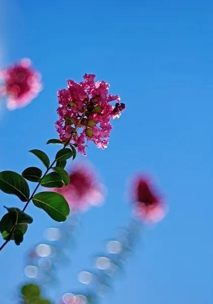 紫薇花图片大全唯美 紫薇花图片大全唯美--第1张