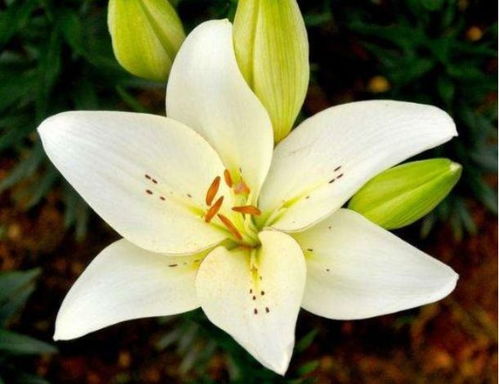 用百合花发一条朋友圈 百合花之美，用它来装点我的朋友圈--第1张