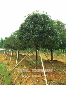 5公分桂花树苗价格表 5公分桂花树苗价格表——桂花树种植者的必备指南--第1张