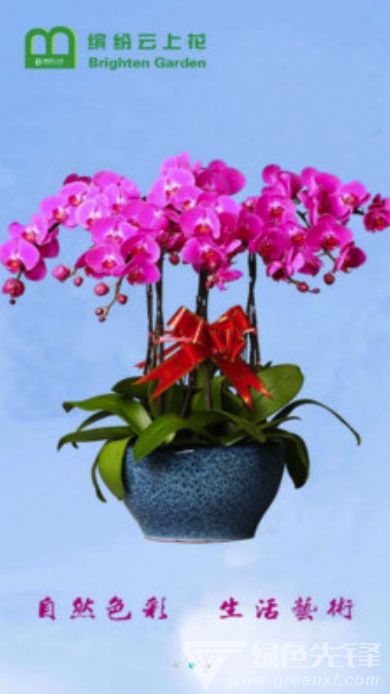 美国鲜花网站 美国鲜花网站，一站式购花平台，让您的生活更美好--第1张