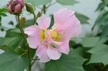 芙蓉树叶子图片 芙蓉树叶子图片，自然之美与生命之韵--第1张
