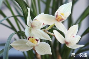 十大名贵兰花价格及图片 十大名贵兰花价格及图片--第1张
