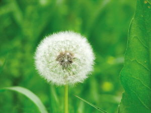 蒲公英花语文案 蒲公英花语文案--第1张