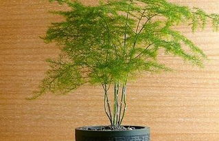 文竹开花是什么原因 文竹开花是什么原因--第1张