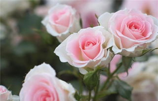 31朵玫瑰花语是什么 ，31朵玫瑰花语是什么？--第1张