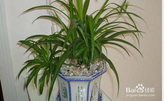 家中养什么植物花卉比较好 家中养什么植物花卉比较好--第1张