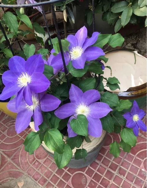 冬季开花的花10种花 冬季开花的花--第1张