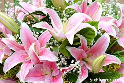 粉百合 粉百合，美丽与纯净的象征--第1张