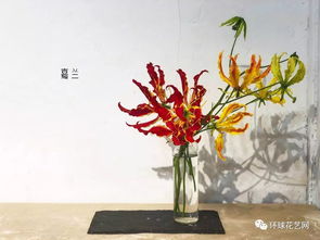 花店常见花的品种及图片 花店常见花的品种及图片--第1张