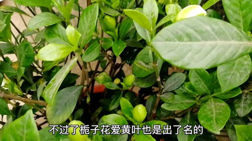 叶子发黄快速补救方法 叶子发黄快速补救方法--第1张