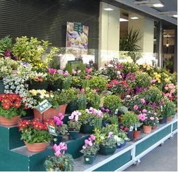 鲜花店介绍  鲜花店介绍--第1张