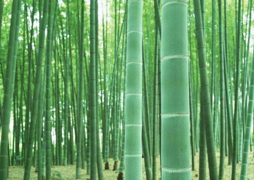 竹子比喻哪一类人 竹子比喻哪一类人--第1张