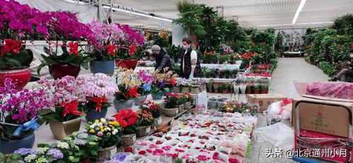 西安花卉市场批发在哪里便宜 西安花卉市场批发在哪里便宜？一文带你揭秘最实惠的购买地点！--第1张