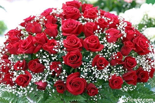 27朵玫瑰的花语是什么 27朵玫瑰的花语是什么--第1张
