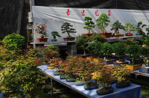 山东鲜花批发市场 山东鲜花批发市场，鲜花的海洋，商机的聚集地--第1张