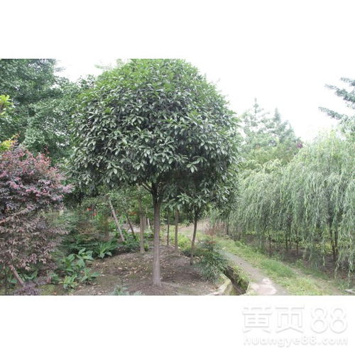 15公分桂花树价格表 15公分桂花树价格表，了解市场行情，选购优质桂花树--第1张