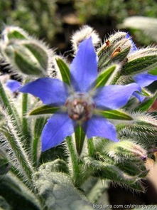 琉璃苣种植方法和时间 琉璃苣种植方法和时间--第1张