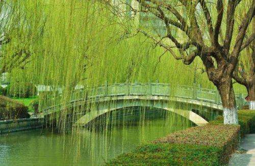 柳树妈妈传播种子的方法是什么? 柳树妈妈传播种子的方法--第1张