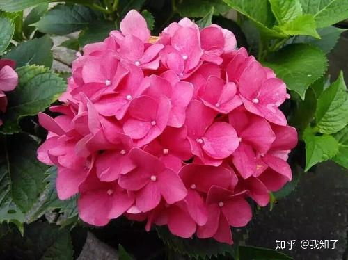 盆栽绣球花的养殖方法和注意事项 盆栽绣球花的养殖方法和注意事项--第1张