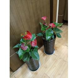 西安花卉市场地址列表 西安花卉市场地址列表--第1张