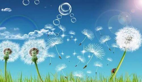 蒲公英的花语文案 蒲公英的花语文案--第1张