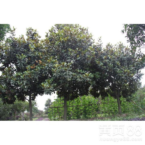 40公分广玉兰树价格 40公分广玉兰树价格，影响价格的因素及市场前景--第1张