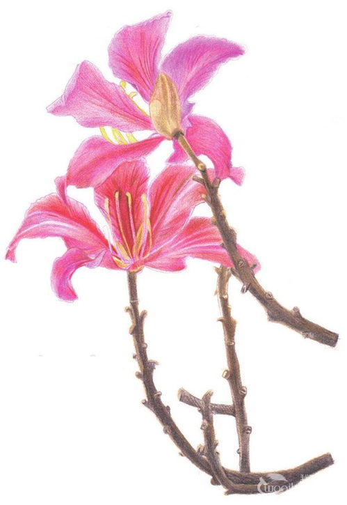 紫荆花图片简笔画 紫荆花图片简笔画教程--第1张