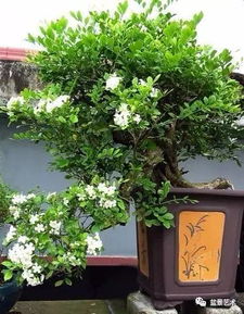 获奖九里香盆景_九里香盆景视频--第1张