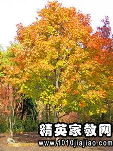 描写枫叶的优美句子 枫叶的美丽--第1张