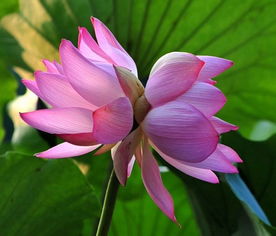  并蒂莲与双生花，一幅神秘画卷的解读--第1张