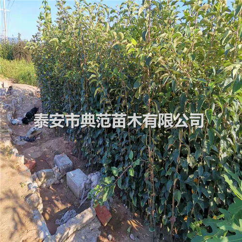  树苗批发市场在哪里，树苗批发市场在哪里?--第1张