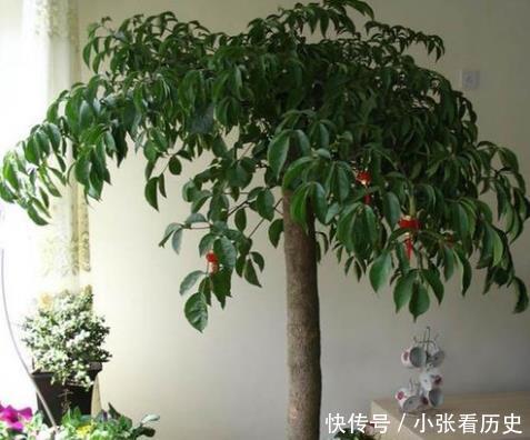  最旺财又镇宅的植物，最旺财又镇宅的植物有，金钱树。--第1张