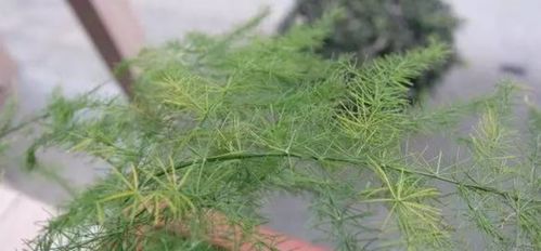  文竹叶子发黄怎么办，如何拯救文竹发黄的叶子--第1张