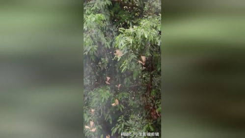  神奇的植物传播方法大揭秘--第1张