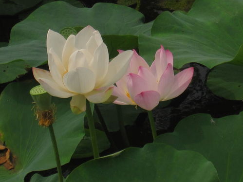  并蒂莲花小说--第1张