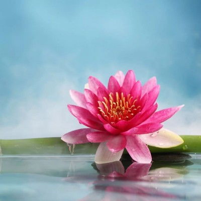  花朵图片大全头像，绽放美丽，传递温馨--第1张