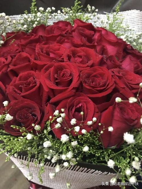  ，33朵玫瑰花语，每朵代表什么--第1张