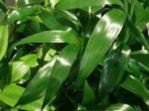  水培富贵竹叶子发黄怎么救，水培富贵竹叶子发黄的原因及解决方法--第1张