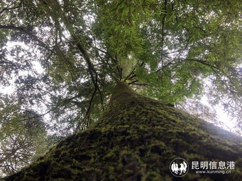  柳杉图片，自然之美与生态保护的完美结合，柳杉之美，自然之美与生态保护的完美结合--第1张