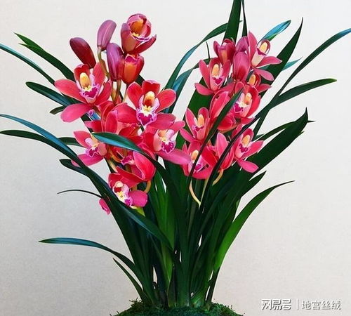  兰花图片100种，美丽的花卉艺术--第1张