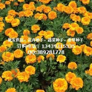  孔雀草种子--第1张