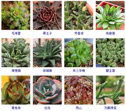  多肉植物品种大全图鉴--第1张
