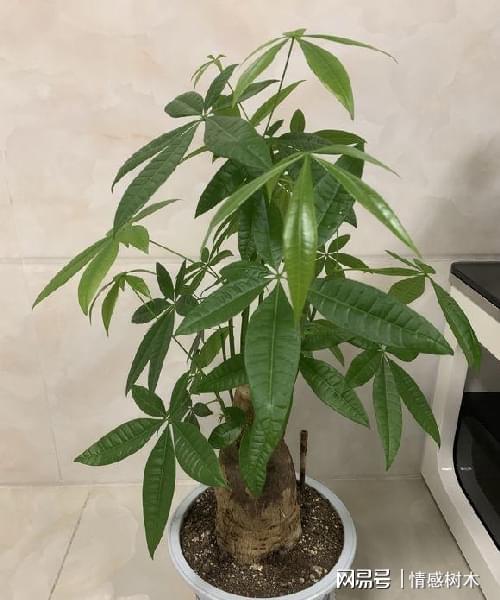  家里为什么不能种发财树，家里不宜种植发财树的原因如下，，风水说法认为家中种植发财树会影响财运--第1张