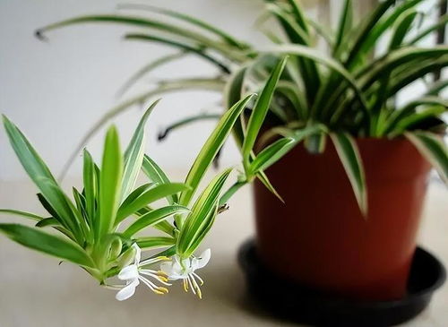  吊兰花怎么养——轻松掌握养护技巧，让你的吊兰茁壮成长，吊兰花怎么养——轻松养护技巧--第1张