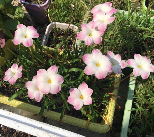  几月都开什么花，几月花开之季节盛典--第1张