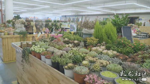  北京最大的花卉市场——探寻花卉爱好者的天堂，北京最大的花卉市场，探寻花卉爱好者的天堂--第1张